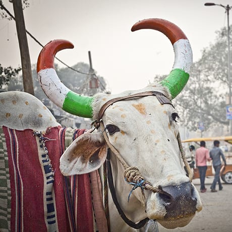 Inde vache sacrée