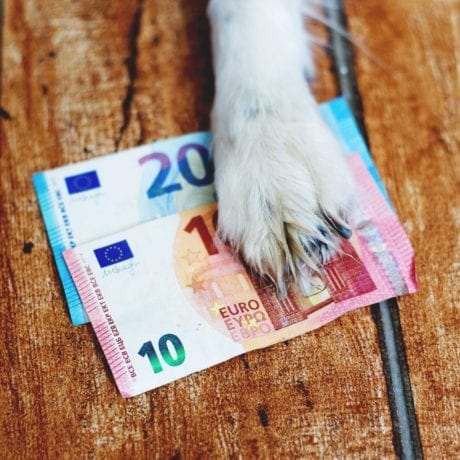 Patte de chien sur des billets de banque