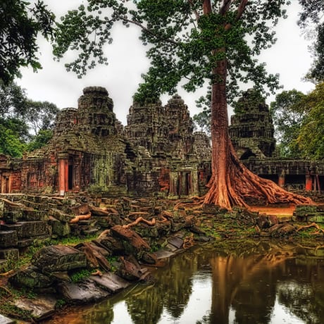 Les temples d'Angkor envahis par la végétation