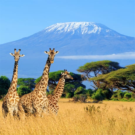 Kilimanjaro Tanzanie