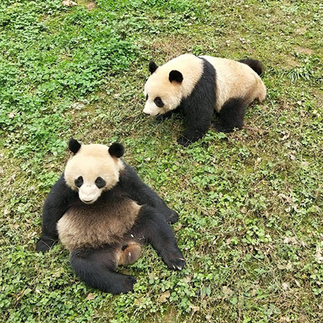 panda à Chengdu