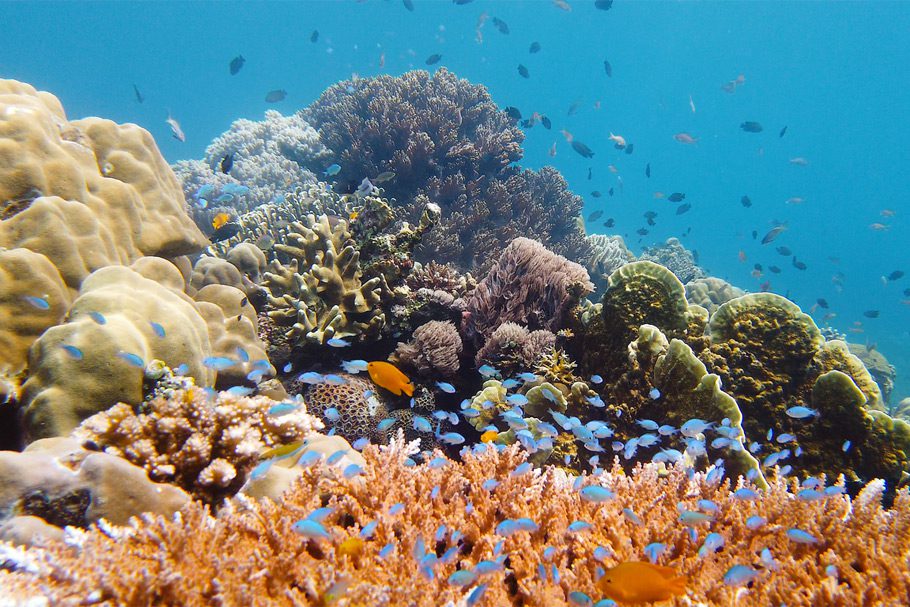 corail baie de Sogod sur Leyte