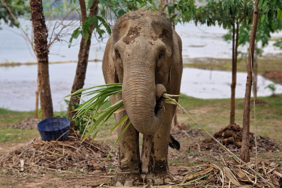 Elephant Centre Conservation Sayaboury